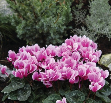 Цикламен персидский (Cyclamen persicum) Цикламен персидский (Cyclamen persicum)