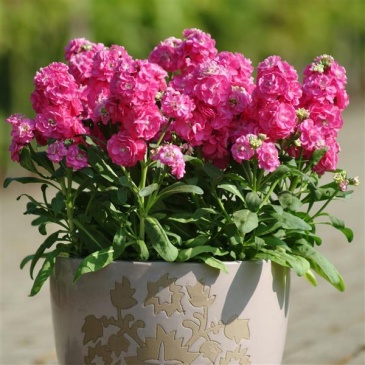 Левкой седой (Matthiola incana)