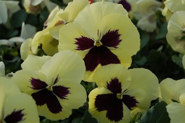 Виола Виттрока (Viola wittrockiana) Виола Виттрока (Viola wittrockiana)