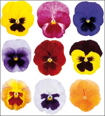 Виола Виттрока (Viola wittrockiana)