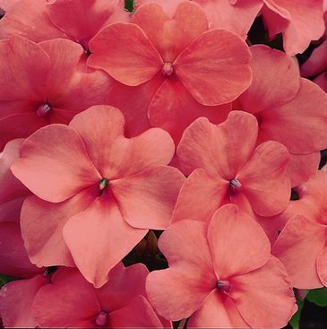 Бальзамин Уоллера (Impatiens walleriana)