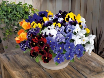 Виола виттрока (Viola wittrockiana)