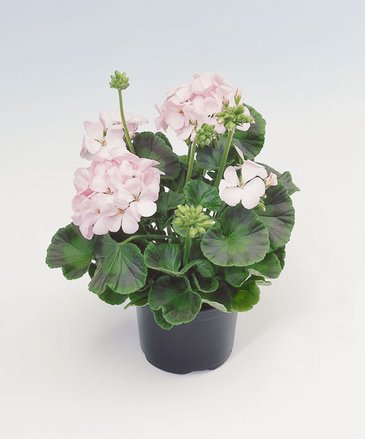 Герань (пеларгония садовая) (Pelargonium x hortorum)