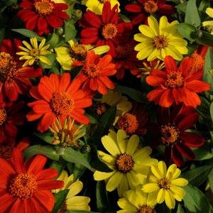Цинния мариландская (Zinnia marylandica) Цинния мариландская (Zinnia marylandica)