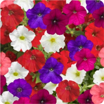 Петуния ампельная гибридная (Petunia x hybrida)
