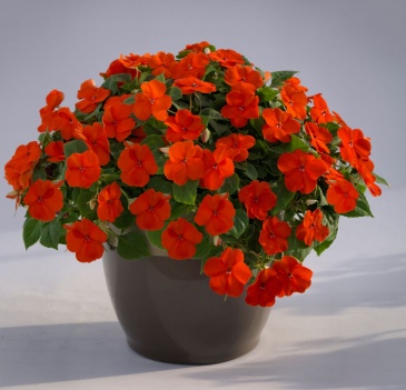 Бальзамин Уоллера (Impatiens walleriana) Бальзамин Уоллера (Impatiens walleriana)