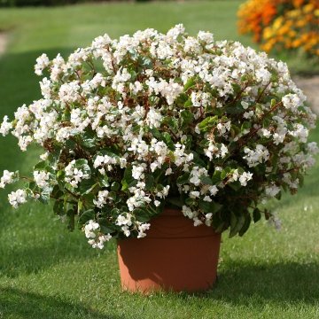 Бегония вечноцветущая (зеленая и бронзовая листва) (Begonia semperflorens) Бегония вечноцветущая (зеленая и бронзовая листва) (Begonia semperflorens)