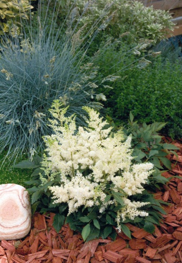 Астильбе Арендса (Astilbe arendsii)