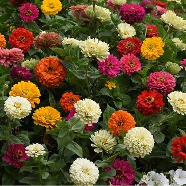 Цинния изящная (Zinnia elegans) Цинния изящная (Zinnia elegans)