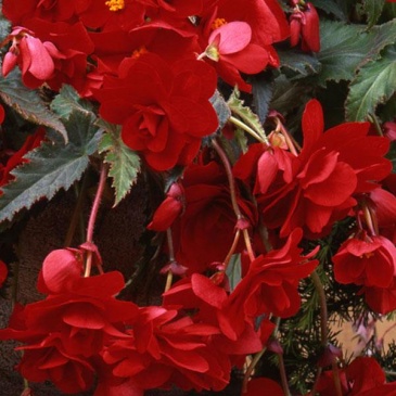 Бегония клубневая махровая ампельная (Begonia tuberhybrida) Бегония клубневая махровая ампельная (Begonia tuberhybrida)