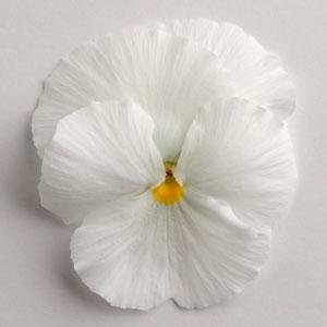 Виола виттрока (Viola wittrockiana) Виола виттрока (Viola wittrockiana)