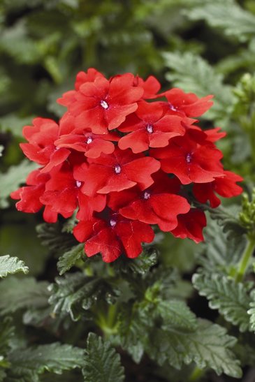 Вербена гибридная (Verbena hybrida)
