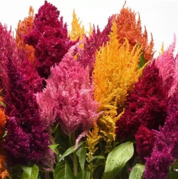 Целозия метельчатая (Celosia plumosa) Целозия метельчатая (Celosia plumosa)