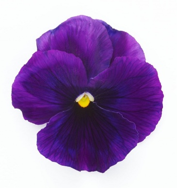 Виола виттрока (Viola wittrockiana) Виола виттрока (Viola wittrockiana)