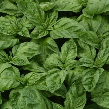 Базилик благородный (Ocimum basilicum) Базилик благородный (Ocimum basilicum)