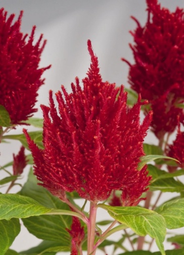 Целозия метельчатая (Celosia plumosa)