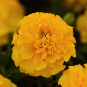 Бархатцы отклоненные (Tagetes patula)