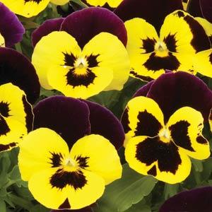 Виола виттрока (Viola wittrockiana)