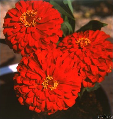 Цинния изящная (Zinnia elegans)