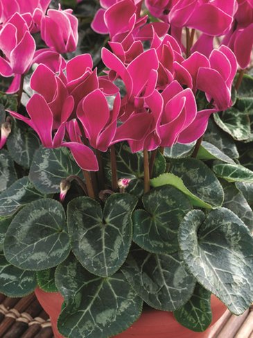 Цикламен персидский (Cyclamen persicum)