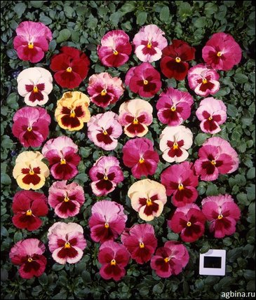 Виола Виттрока (Viola wittrockiana)