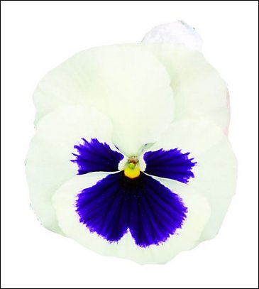 Виола Виттрока (Viola wittrockiana)