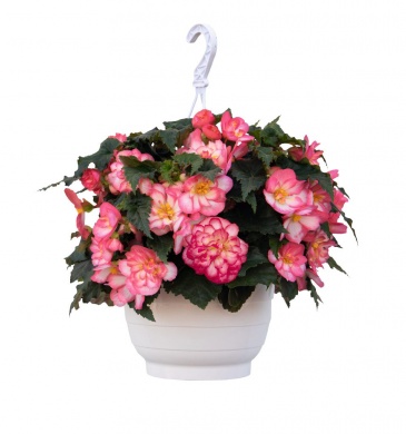 Бегония клубневая махровая ампельная (Begonia tuberhybrida) Бегония клубневая махровая ампельная (Begonia tuberhybrida)