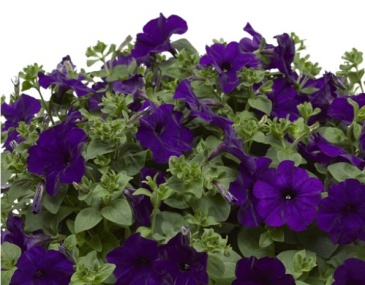 Петуния ампельная гибридная (Petunia x hybrida)