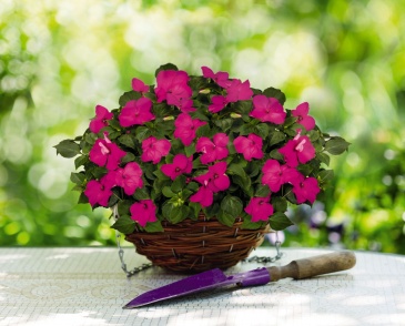 Бальзамин Уоллера (Impatiens walleriana) Бальзамин Уоллера (Impatiens walleriana)