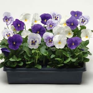 Виола виттрока (Viola wittrockiana) Виола виттрока (Viola wittrockiana)