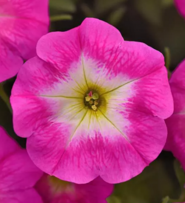 Петуния ампельная гибридная (Petunia х hybrida)