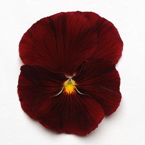 Виола виттрока (Viola wittrockiana) Виола виттрока (Viola wittrockiana)