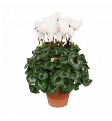 Цикламен персидский (Cyclamen persicum)