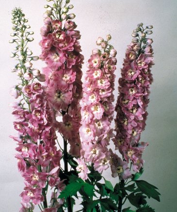 Дельфиниум высокий (Delphinium elatum)