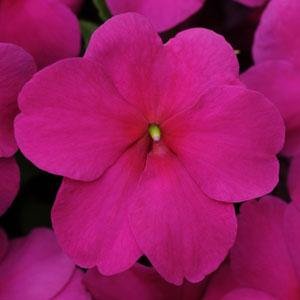 Бальзамин Уоллера (Impatiens walleriana) Бальзамин Уоллера (Impatiens walleriana)