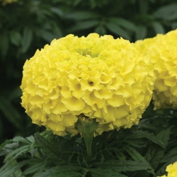 Бархатцы прямостоячие (Tagetes erecta)