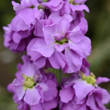 Левкой седой (Matthiola incana) Левкой седой (Matthiola incana)