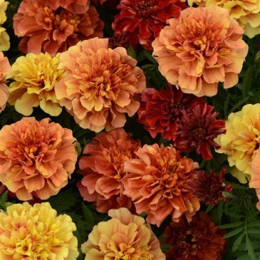 Бархатцы отклоненные (Tagetes patula) Бархатцы отклоненные (Tagetes patula)
