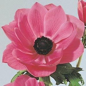 Анемона (Ветреница) корончатая (Anemone coronaria)