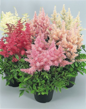 Астильбе Арендса (Astilbe arendsii) Астильбе Арендса (Astilbe arendsii)