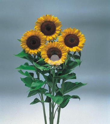 Подсолнечник летний (Helianthus annuus)