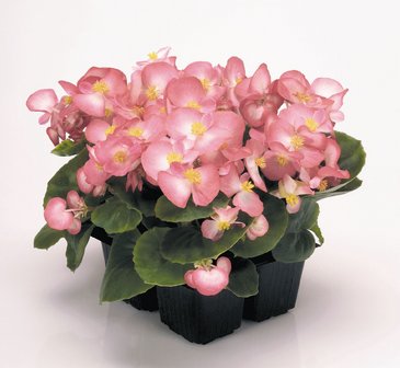 Бегония вечноцветущая (зеленая листва) (Begonia semperflorens)