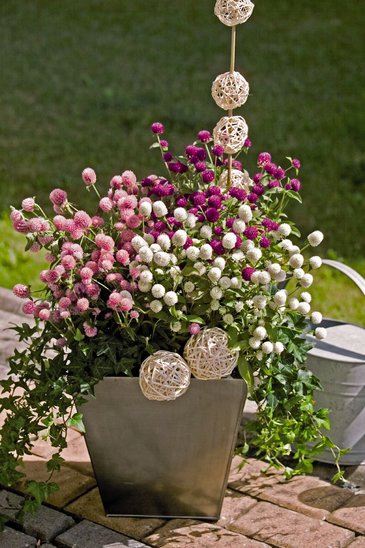 Гомфрена шаровидная (Gomphrena globosa)