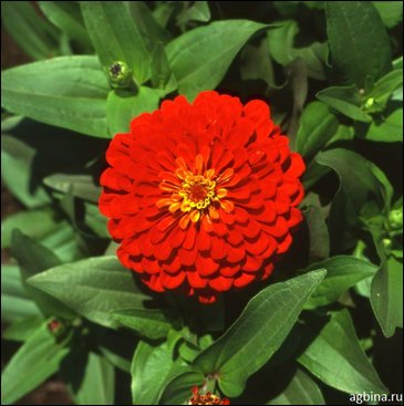 Цинния изящная (Zinnia elegans)