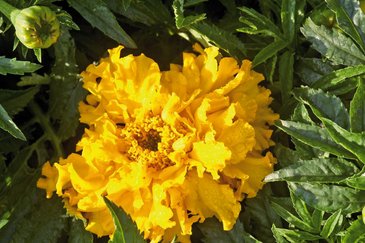 Бархатцы прямостоячие (Tagetes erecta)