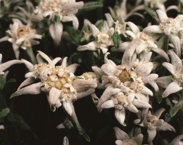 Эдельвейс альпийский (Leontopodium alpinum)