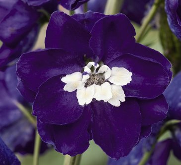 Дельфиниум высокий (Delphinium elatum)