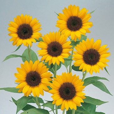 Подсолнечник летний (Helianthus annuus)