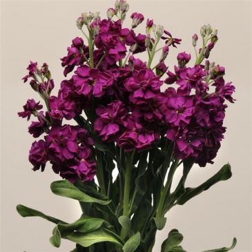 Левкой седой (Matthiola incana)