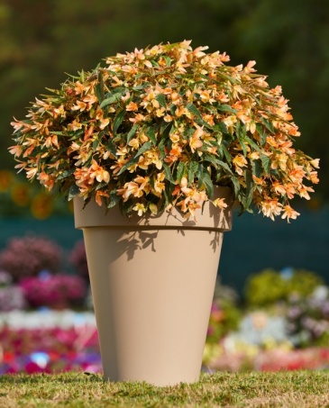 Бегония боливийская ампельная (Begonia boliviensis x hybrida)